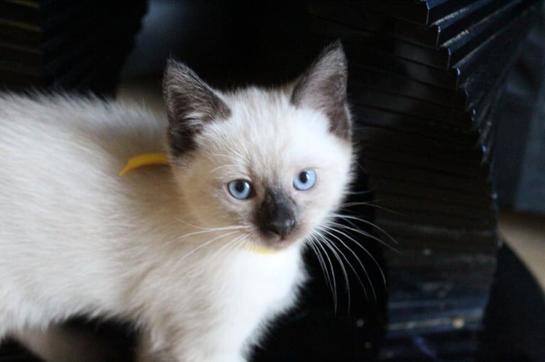 Ragdoll kittens for sale in Weymouth, Dorset – 7 weeks old - Image 2 of 3