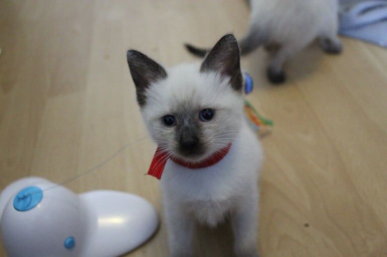 Ragdoll kittens for sale in Weymouth, Dorset – 7 weeks old - Image 3 of 3