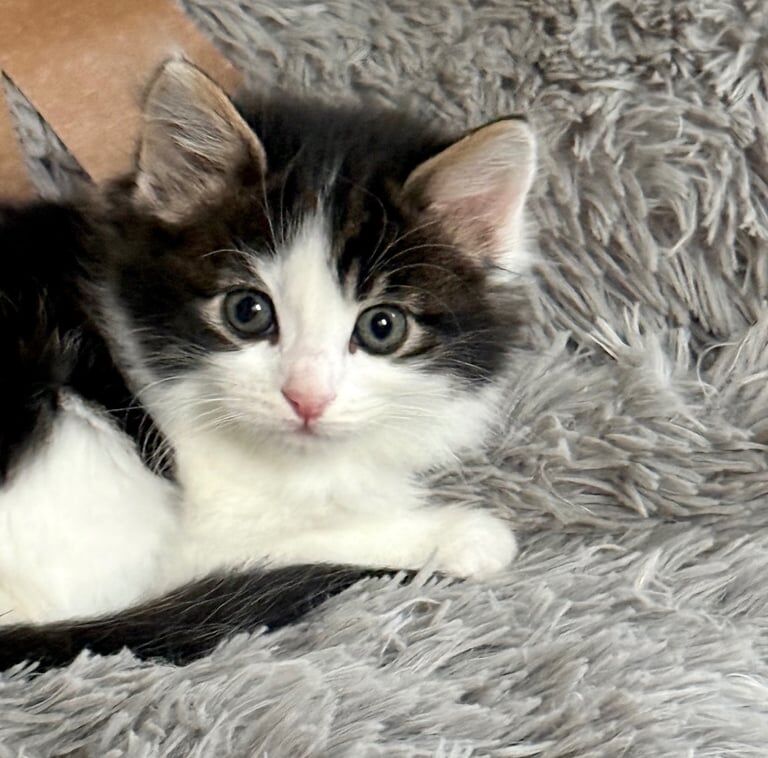 Ragdoll kittens for sale in Tottenham, Greater London – 8 weeks old