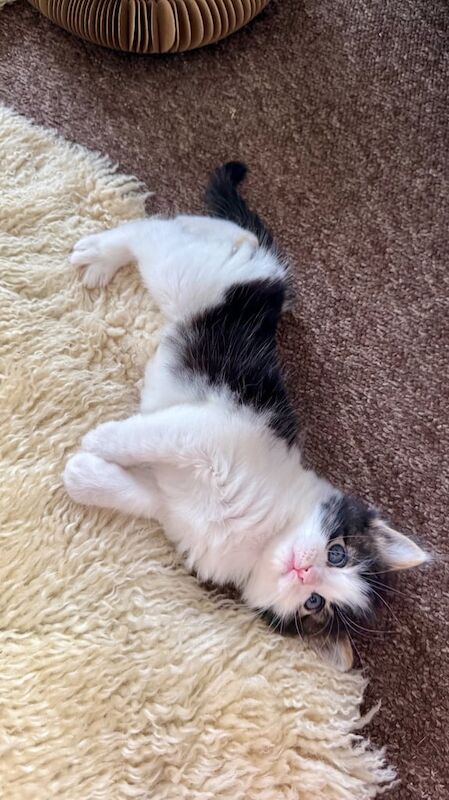 Ragdoll kittens for sale in Tottenham, Greater London – 8 weeks old - Image 2 of 3