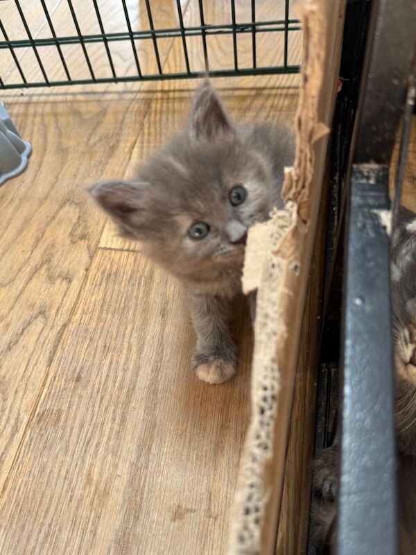 Ragcoon kittens - Image 2 of 4