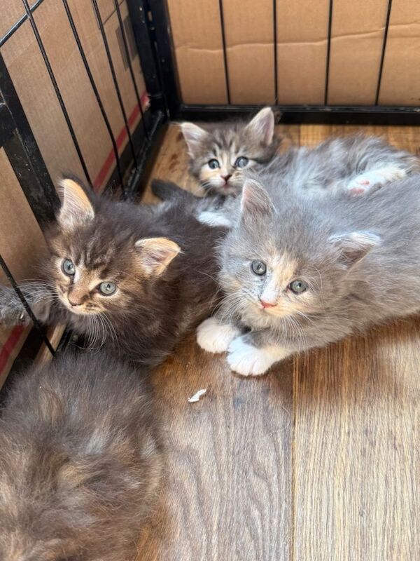 Ragcoon kittens - Image 3 of 4