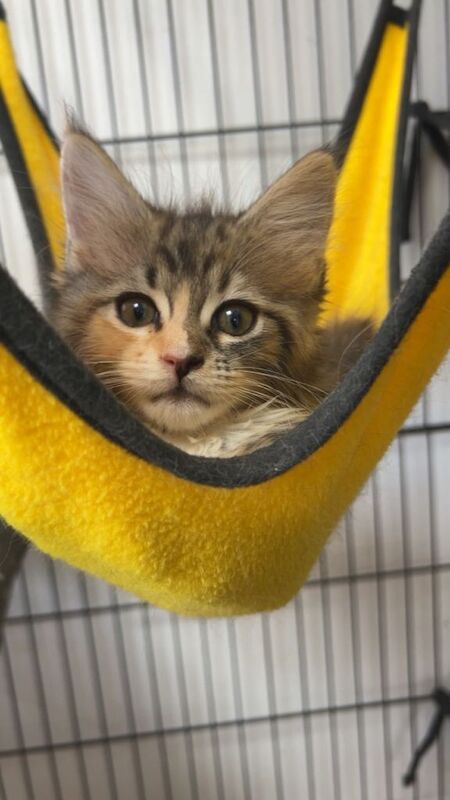 Ragcoon kittens - Image 4 of 4