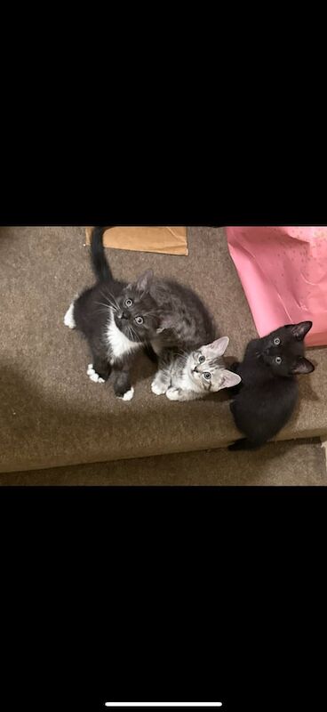 Ragdoll kittens for sale in Pontardawe, West Glamorgan – 8 weeks old
