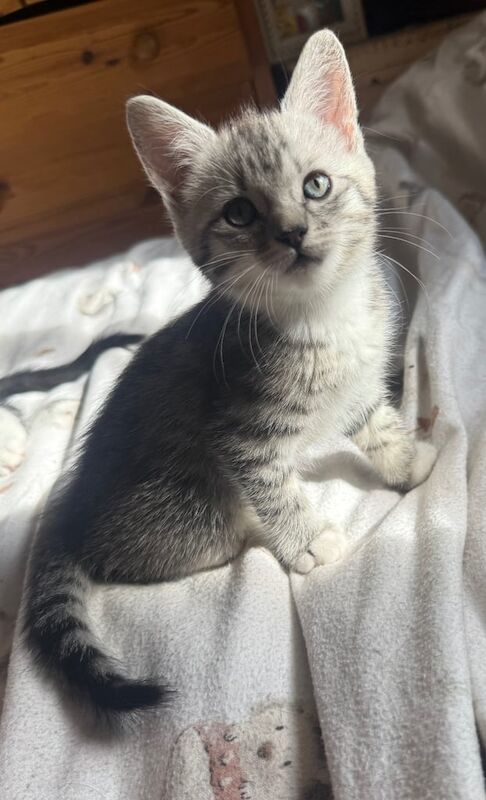 Ragdoll kittens for sale in Pontardawe, West Glamorgan – 8 weeks old - Image 2 of 3