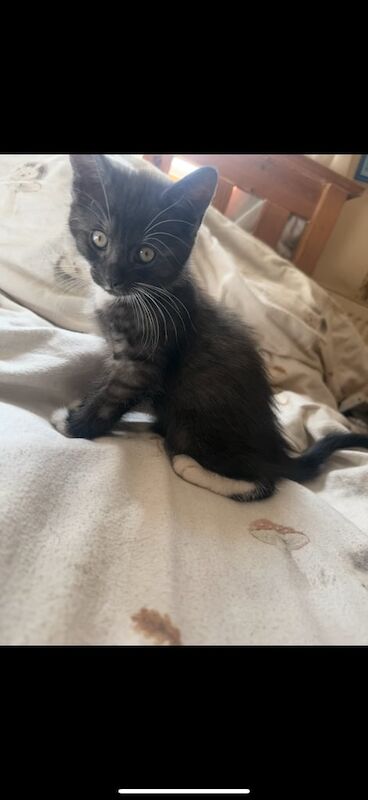Ragdoll kittens for sale in Pontardawe, West Glamorgan – 8 weeks old - Image 3 of 3
