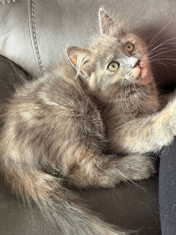 Ragdoll kittens for sale in Barking, Greater London – 11 weeks old