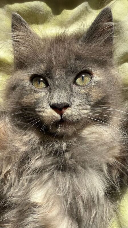 Ragdoll kittens for sale in Barking, Greater London – 11 weeks old - Image 2 of 3