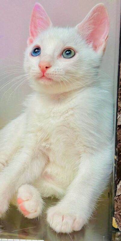Ragdol kitten deferent color eyes