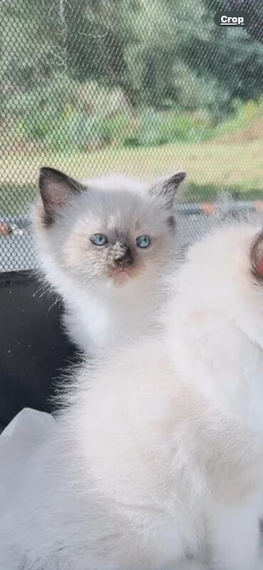 Ragdoll kittens for sale in Glasgow, City of Glasgow – 8 weeks old