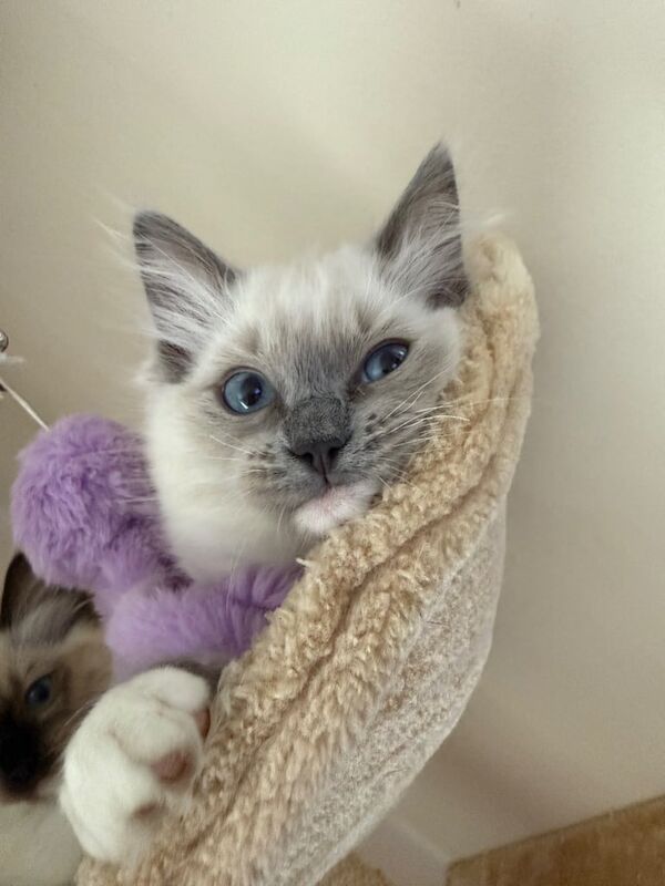 Ragdoll kittens for sale in Rotherham, South Yorkshire – 11 weeks old