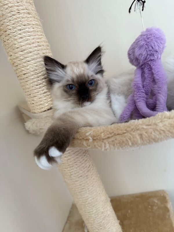 Ragdoll kittens for sale in Rotherham, South Yorkshire – 11 weeks old - Image 2 of 3