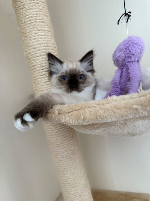 Ragdoll kittens for sale in Rotherham, South Yorkshire – 11 weeks old - Image 3 of 3