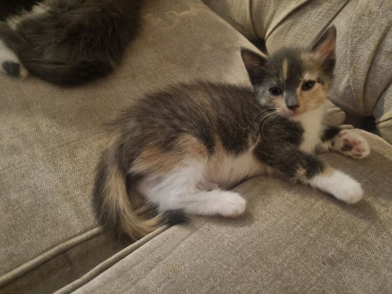 Ragdoll kittens for sale in Greenock, Renfrewshire – 11 weeks old