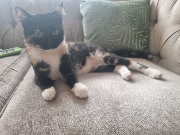 Ragdoll kittens for sale in Greenock, Renfrewshire – 11 weeks old - Image 2 of 3