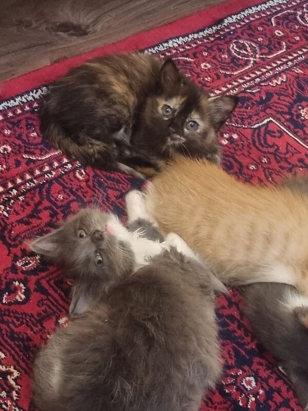 Ragdoll kittens for sale in Greenock, Renfrewshire – 11 weeks old - Image 3 of 3