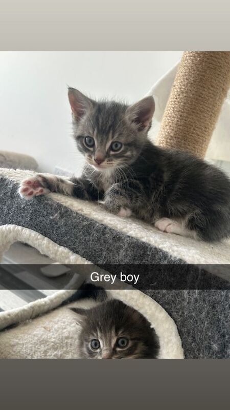 Ragdol x British blue - Image 2 of 5