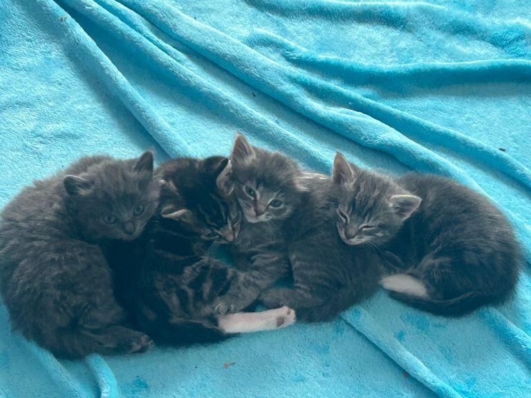 Ragdol x British blue - Image 4 of 5