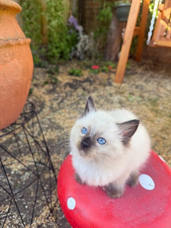 Ragdoll 😍 for sale in Bedford, Bedfordshire