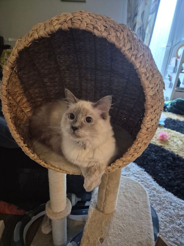 Ragdoll for sale in Kettering, Northamptonshire