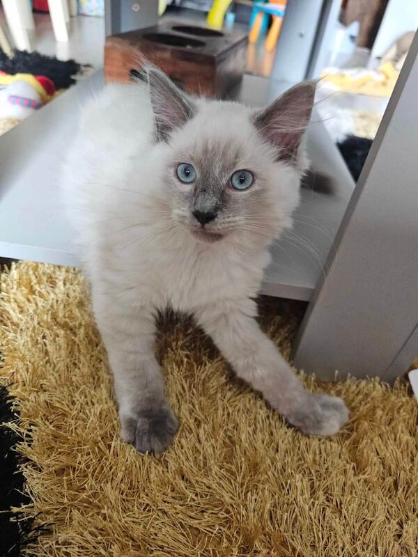 Ragdoll for sale in Kettering, Northamptonshire | Image 2