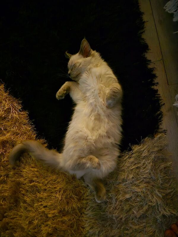 Ragdoll for sale in Kettering, Northamptonshire | Image 3