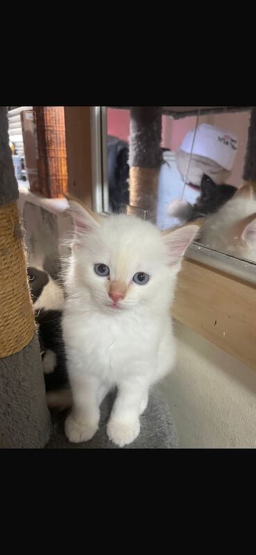 Ragdoll kittens for sale in Hurstpierpoint, West Sussex – 8 weeks old