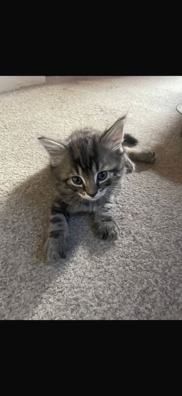 Ragdoll kittens for sale in Hurstpierpoint, West Sussex – 8 weeks old - Image 2 of 3