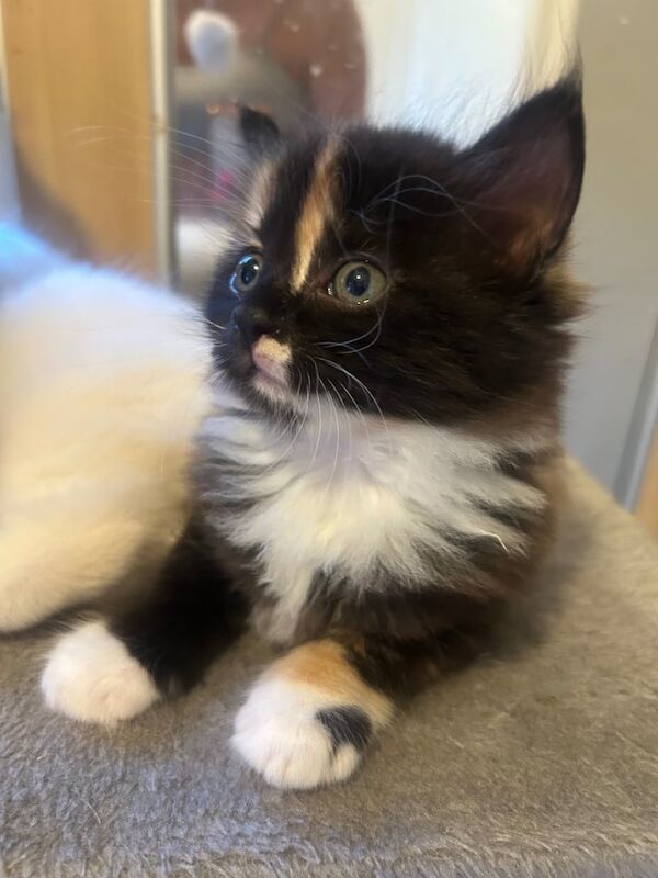 Ragdoll kittens for sale in Hurstpierpoint, West Sussex – 8 weeks old - Image 3 of 3