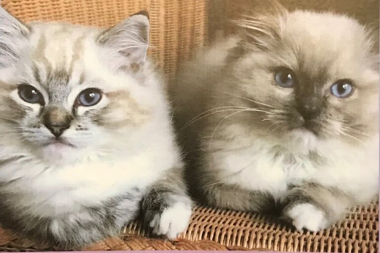 Ragdoll kittens for sale in Bolton, Greater Manchester – 6 years old