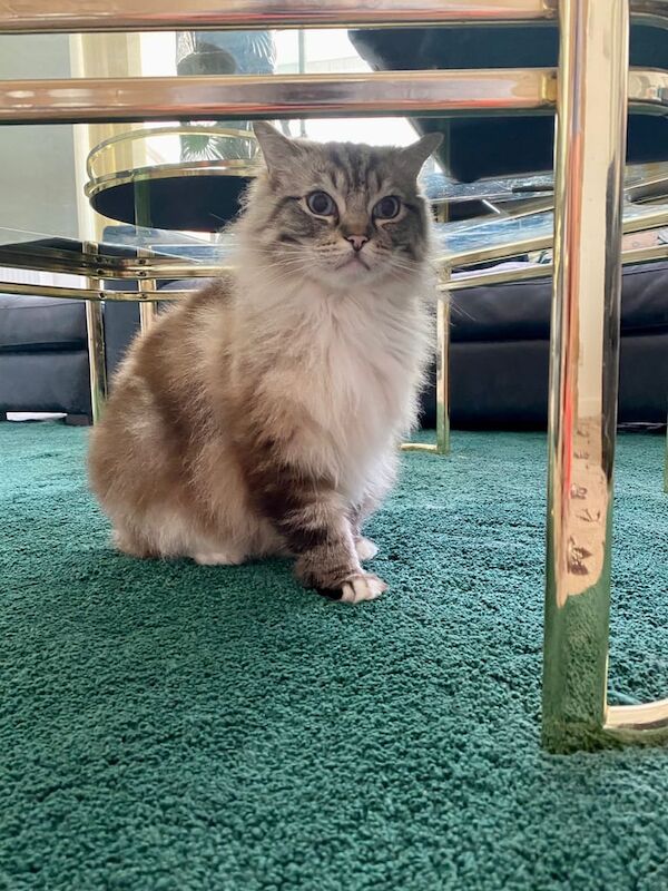 Ragdoll kittens for sale in Bolton, Greater Manchester – 6 years old - Image 2 of 3