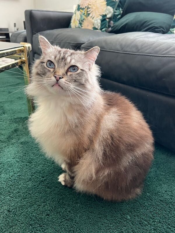 Ragdoll kittens for sale in Bolton, Greater Manchester – 6 years old - Image 3 of 3