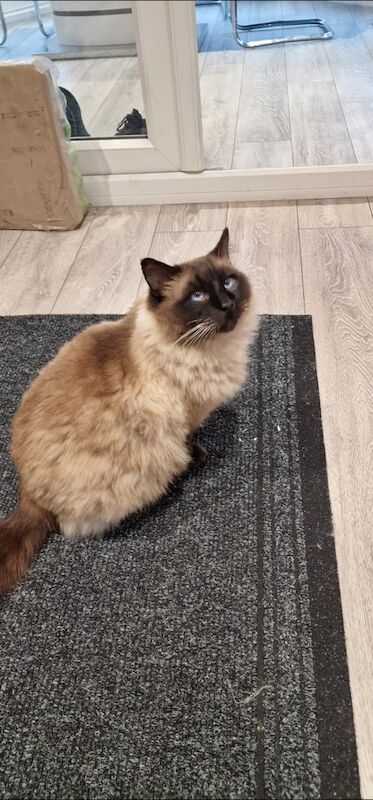 Ragdoll kittens for sale in Dundee, City of Dundee – 5 years old