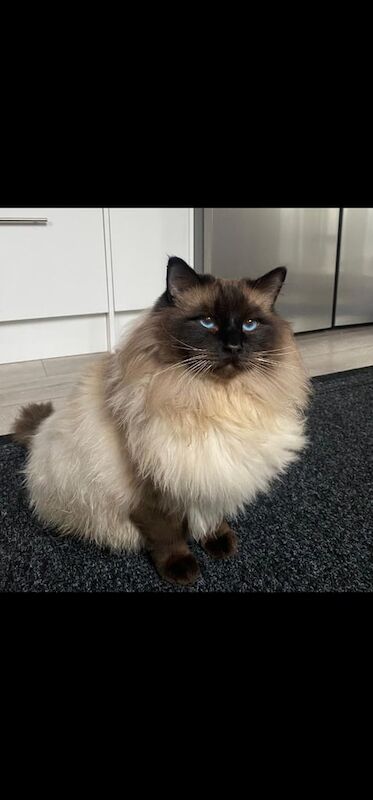 Ragdoll kittens for sale in Dundee, City of Dundee – 5 years old - Image 2 of 3