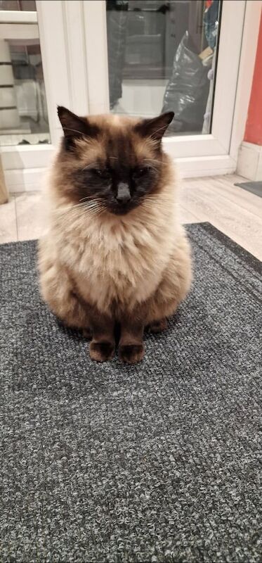 Ragdoll kittens for sale in Dundee, City of Dundee – 5 years old - Image 3 of 3
