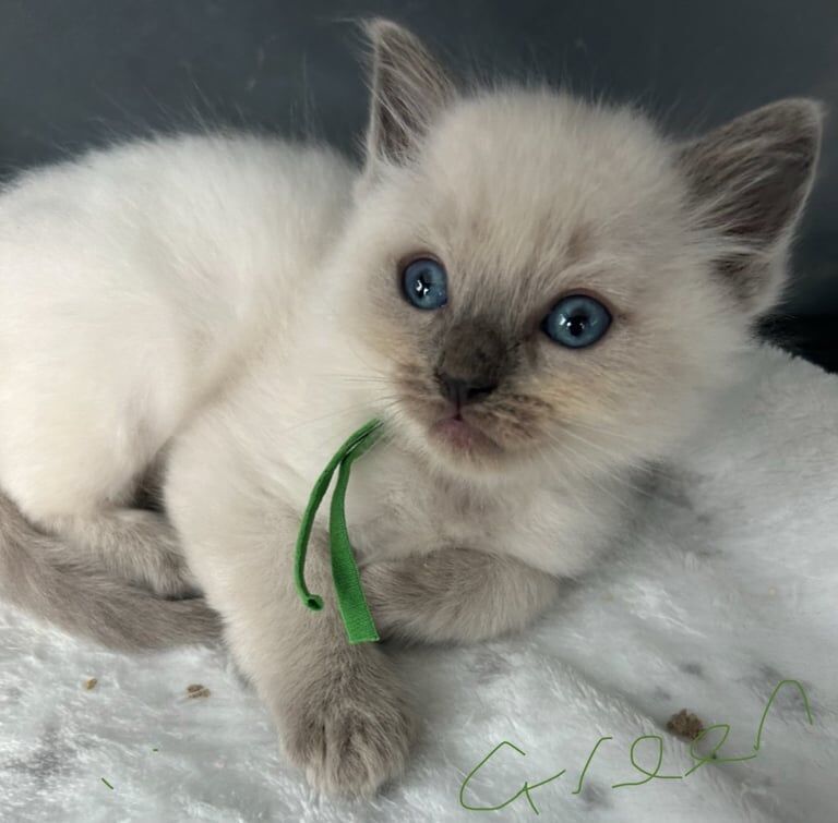 Ragdoll kittens for sale in Bournemouth, Dorset – 6 weeks old