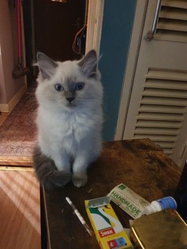 Ragdoll kittens for sale in Chorlton, Cheshire – 5 months old