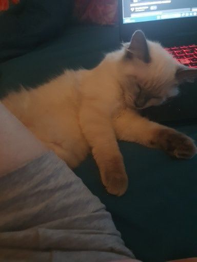 Ragdoll kittens for sale in Chorlton, Cheshire – 5 months old - Image 2 of 2
