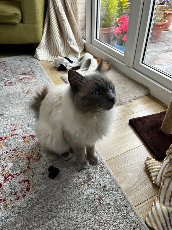 Ragdoll kittens for sale in Newton Mearns, Renfrewshire – 1 year old