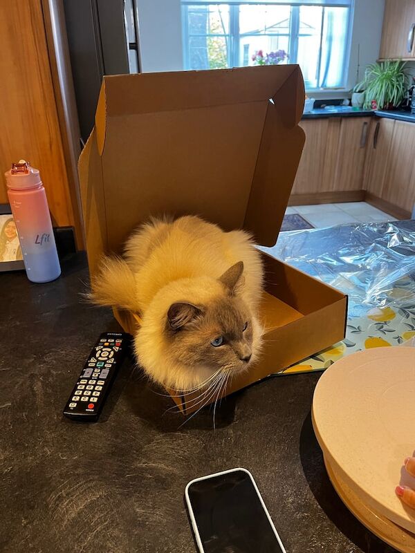 Ragdoll kittens for sale in Newton Mearns, Renfrewshire – 1 year old - Image 2 of 3