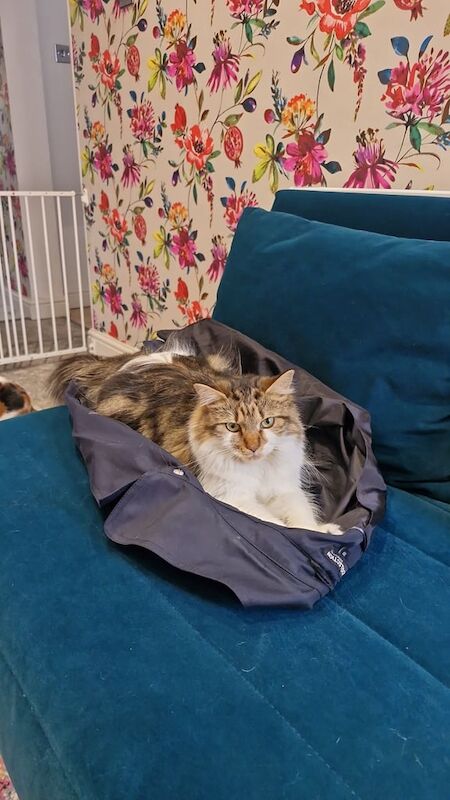 Ragdoll kittens for sale in Rochdale, Greater Manchester – 1 year old