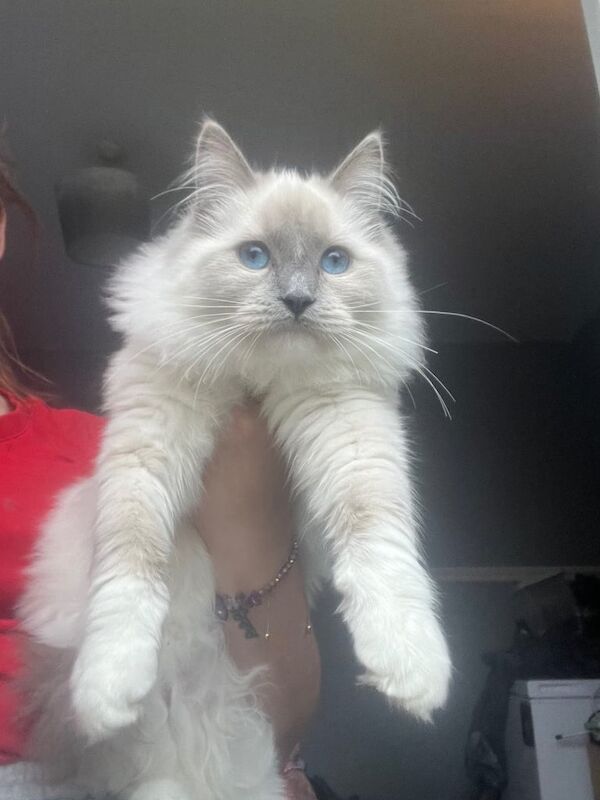Ragdoll kittens for sale in Airdrie, Lanarkshire – 6 months old
