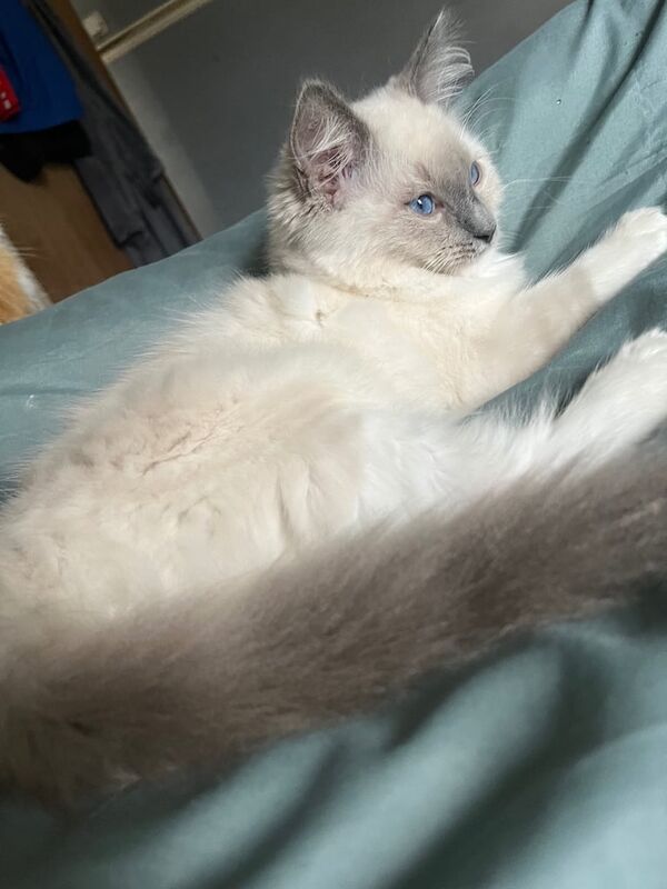 Ragdoll kittens for sale in Airdrie, Lanarkshire β 6 months old - Image 2 of 2