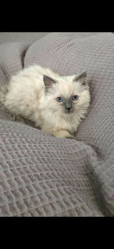Ragdoll kittens for sale in Forres, Moray – 11 weeks old