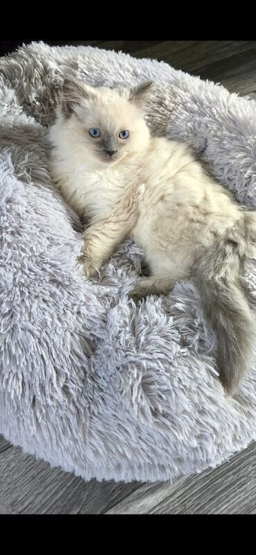 Ragdoll kittens for sale in Forres, Moray – 11 weeks old - Image 2 of 4