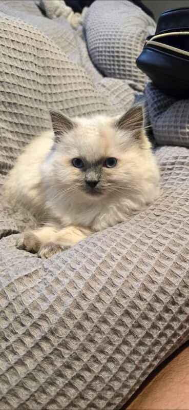 Ragdoll kittens for sale in Forres, Moray – 11 weeks old - Image 3 of 4