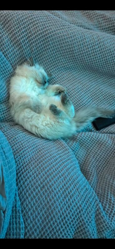 Ragdoll kittens for sale in Forres, Moray – 11 weeks old - Image 4 of 4