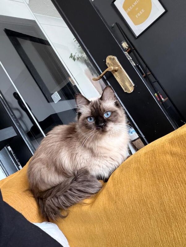 Ragdoll Kittens For Sale