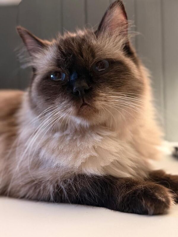 Ragdoll - 2 years - Image 2 of 4