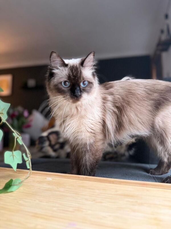 Ragdoll - 2 years - Image 3 of 4